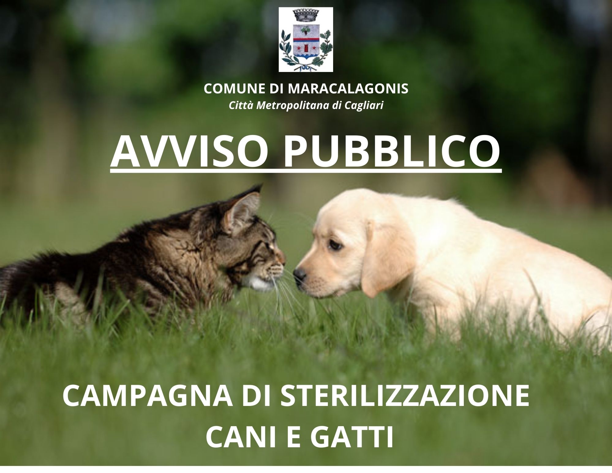CONCESSIONE DI UN CONTRIBUTO COMUNALE FINALIZZATO ALLA STERILIZZAZIONE DEI CANI DI PROPRIETA’ O DEI GATTI APPARTENENTI A COLONIE FELINE UFFICIALMENTE CENSITE