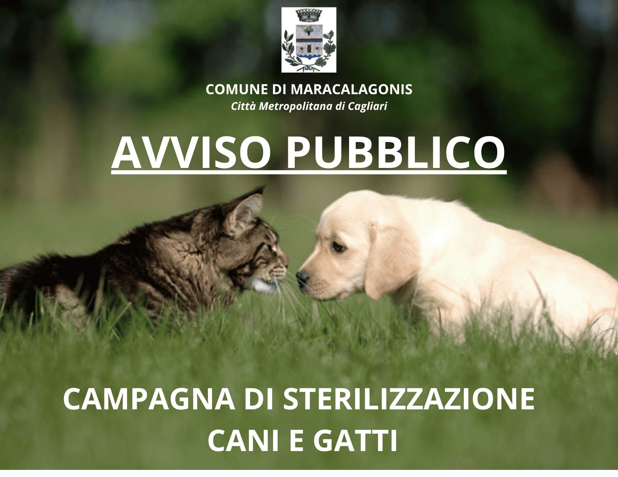 CONCESSIONE DI UN CONTRIBUTO COMUNALE FINALIZZATO ALLA STERILIZZAZIONE DEI CANI DI PROPRIETA’ O DEI GATTI APPARTENENTI A COLONIE FELINE UFFICIALMENTE CENSITE